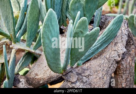 Stachelbirnen-Kaktus, der im Kaktusgarten wächst Stockfoto