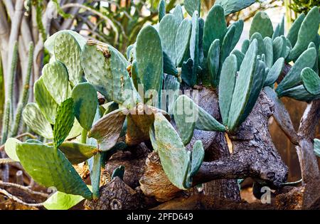 Stachelbirnen-Kaktus, der im Kaktusgarten wächst Stockfoto