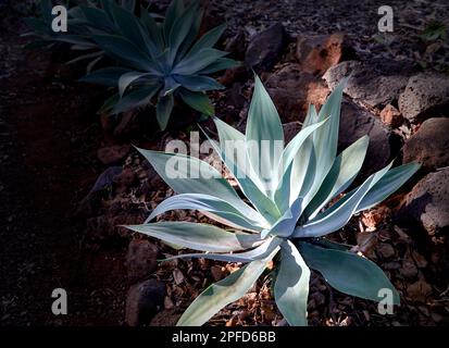 Verschiedene Kaktusarten, die in einem Hillside Cactus Garden wachsen Stockfoto