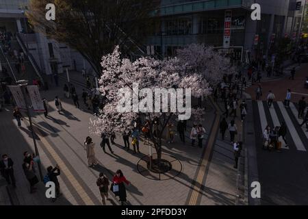 Menschen machen Fotos von einem blühenden Sakurabaum in der Nähe des Bahnhofs Shinjuku in Tokio. Japan hat die COVID-19-Richtlinien für das Tragen von Masken am 13. März 2023 gelockert. (Foto: Stanislav Kogiku / SOPA Images/Sipa USA) Stockfoto