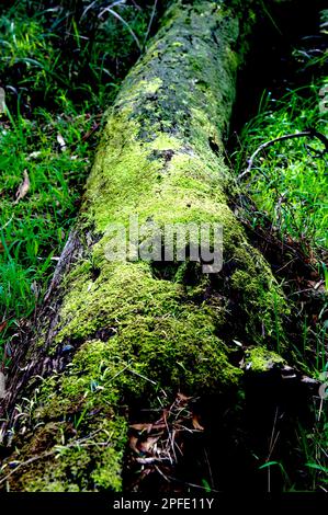 Es gibt ein Leben nach dem Tod - dieser gefallene Baum unterstützt viele Moos und Flechten, und viele winzige Kreaturen. Blackburn Lake Park in Victoria. Stockfoto