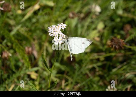 Kleiner weißer Schmetterling auf Schafgarbenblüte. Er wird allgemein als Schädling angesehen, da er Eier auf Futterpflanzen wie Kohl und Brokkoli legt. Pieris rapae. Stockfoto