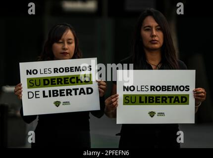 16. März 2023, Ciudad de México, Ciudad de México, Mexiko: Mitglieder der Organisation „Tierhelden“ führten im Senat der Republik eine friedliche Demonstration gegen den Kauf und Verkauf von Wildkatzen als Haustiere durch und betonten, dass „im goldenen Dreieck mehr Wildkatzen als in ihrem natürlichen Lebensraum leben“ (Bild: © Luis Salgado/Pacific Press via ZUMA Press Wire) NUR REDAKTIONELLE VERWENDUNG! Nicht für den kommerziellen GEBRAUCH! Stockfoto