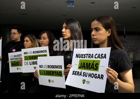 16. März 2023, Ciudad de México, Ciudad de México, Mexiko: Mitglieder der Organisation „Tierhelden“ führten im Senat der Republik eine friedliche Demonstration gegen den Kauf und Verkauf von Wildkatzen als Haustiere durch und betonten, dass „im goldenen Dreieck mehr Wildkatzen als in ihrem natürlichen Lebensraum leben“ (Bild: © Luis Salgado/Pacific Press via ZUMA Press Wire) NUR REDAKTIONELLE VERWENDUNG! Nicht für den kommerziellen GEBRAUCH! Stockfoto