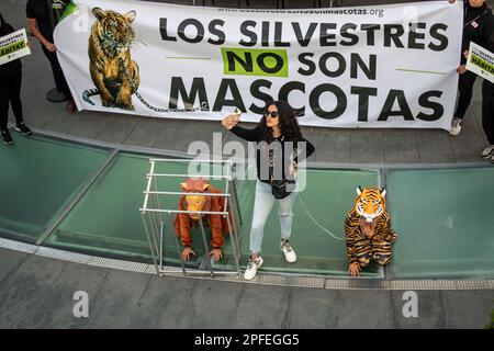 16. März 2023, Ciudad de México, Ciudad de México, Mexiko: Mitglieder der Organisation „Tierhelden“ führten im Senat der Republik eine friedliche Demonstration gegen den Kauf und Verkauf von Wildkatzen als Haustiere durch und betonten, dass „im goldenen Dreieck mehr Wildkatzen als in ihrem natürlichen Lebensraum leben“ (Bild: © Luis Salgado/Pacific Press via ZUMA Press Wire) NUR REDAKTIONELLE VERWENDUNG! Nicht für den kommerziellen GEBRAUCH! Stockfoto