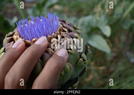 Nahaufnahme der Globus Artischockenblüte, Cynara cardunculus var. Skolymus. Auch bekannt als „französische Artischocke“ und „grüne Artischocke“. Stockfoto