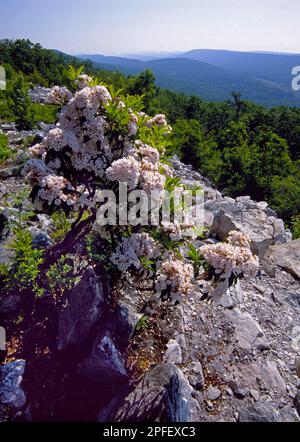 Mt. Laurel blüht am Indian Wells Overlook in Huntingdon County, Pennsylvania Stockfoto