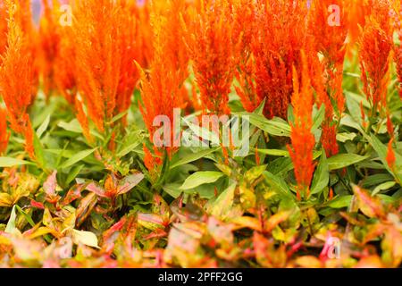 Celosia argentea oder weithin bekannt als plumed Hahnenkamm mit selektivem Fokushintergrund. Stockfoto