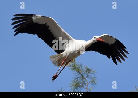 Raisting, Deutschland. 16. März 2023. Ein weißer Storch fliegt in Raisting durch die Luft. Aufgrund der globalen Erwärmung kehren die Vögel immer früher von ihrem Wintergelände zurück. Kredit: Ursula Düren/dpa/Alamy Live News Stockfoto