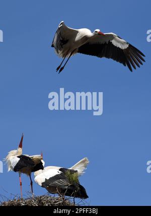 Raisting, Deutschland. 16. März 2023. Ein fremder weißer Storch fliegt über ein bereits besetztes Nest in Raisting aufgrund der globalen Erwärmung kehren Vögel immer früher aus ihrem Wintergelände zurück. Kredit: Ursula Düren/dpa/Alamy Live News Stockfoto