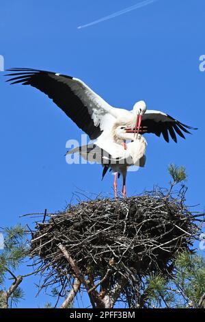 Raisting, Deutschland. 16. März 2023. Zwei Störche, die in ihrem Nest in Raisting kochen. Aufgrund der globalen Erwärmung kehren die Vögel immer früher aus ihrem Winterquartier zurück. Kredit: Ursula Düren/dpa/Alamy Live News Stockfoto