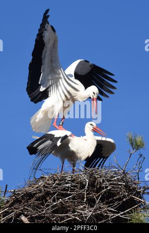 Raisting, Deutschland. 16. März 2023. Zwei Störche, die in ihrem Nest in Raisting kochen. Aufgrund der globalen Erwärmung kehren die Vögel immer früher aus ihrem Winterquartier zurück. Kredit: Ursula Düren/dpa/Alamy Live News Stockfoto