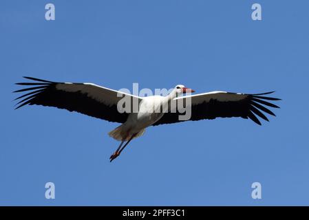 Raisting, Deutschland. 16. März 2023. Ein weißer Storch fliegt in Raisting durch die Luft. Aufgrund der globalen Erwärmung kehren die Vögel immer früher von ihrem Wintergelände zurück. Kredit: Ursula Düren/dpa/Alamy Live News Stockfoto