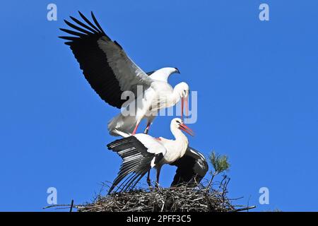 Raisting, Deutschland. 16. März 2023. Zwei Störche, die in ihrem Nest in Raisting kochen. Aufgrund der globalen Erwärmung kehren die Vögel immer früher aus ihrem Winterquartier zurück. Kredit: Ursula Düren/dpa/Alamy Live News Stockfoto