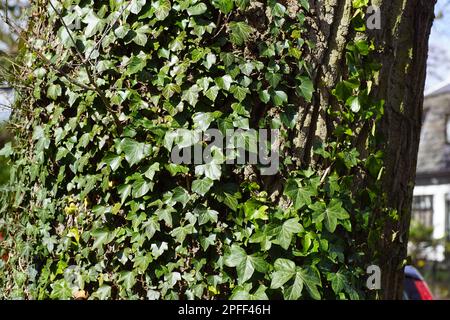 Der Aufgang von Efeu (Hedera Helix), Familie Araliaceae, an der Rinde einer grossen Eiche in den Niederlanden im März. Texturen, Muster, Hintergrund. Stockfoto