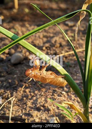 Nahaufnahme von Zicada-Schimmel links, der an einem grünen Blatt klebt. Stockfoto