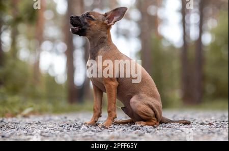 Ein schöner kleiner Spielzeug Terrier Hund im Freien am sonnigen Sommertag Stockfoto