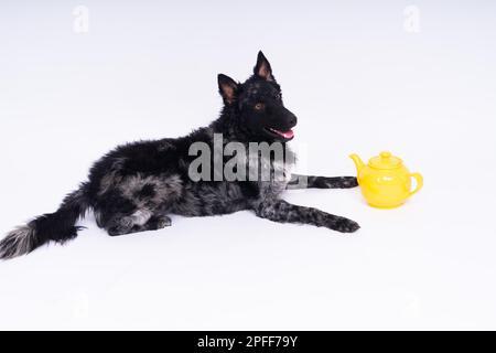 Hundemudi liegt auf weißem Studiohintergrund neben dem offenen Keramikkessel Stockfoto