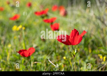 Blühende rote Anemonen inmitten von grünem Gras und gelben Blumen auf unscharfem Hintergrund Stockfoto