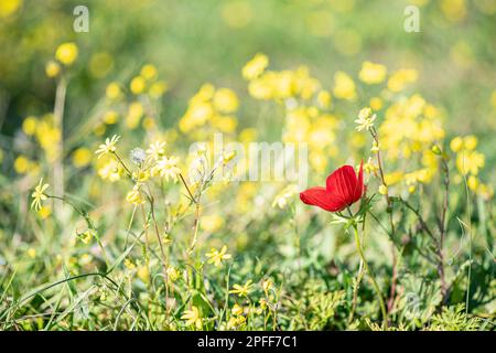 Blühende rote Anemonen inmitten von grünem Gras und gelben Blumen auf unscharfem Hintergrund Stockfoto