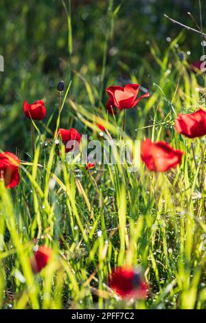 Blühende rote Anemonen inmitten von grünem Gras und gelben Blumen auf unscharfem Hintergrund Stockfoto