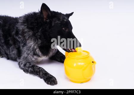 Hundemudi liegt auf weißem Studiohintergrund neben dem offenen Keramikkessel Stockfoto