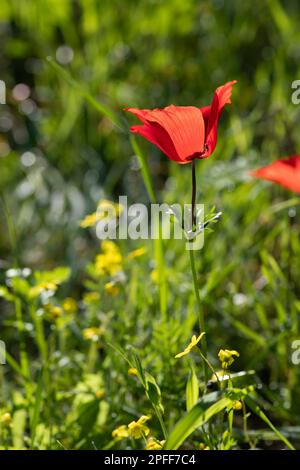 Blühende rote Anemonen inmitten von grünem Gras und gelben Blumen auf unscharfem Hintergrund Stockfoto