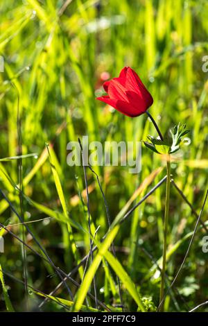 Blühende rote Anemonen inmitten von grünem Gras und gelben Blumen auf unscharfem Hintergrund Stockfoto