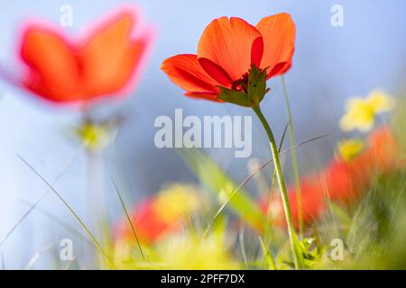 Blühende rote Anemonen inmitten von grünem Gras und gelben Blumen auf unscharfem Hintergrund Stockfoto