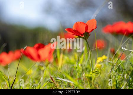 Blühende rote Anemonen inmitten von grünem Gras und gelben Blumen auf unscharfem Hintergrund Stockfoto