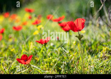 Blühende rote Anemonen inmitten von grünem Gras und gelben Blumen auf unscharfem Hintergrund Stockfoto