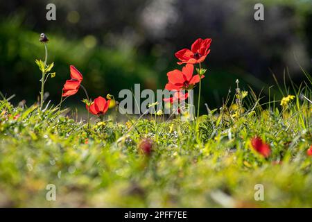 Blühende rote Anemonen inmitten von grünem Gras und gelben Blumen auf unscharfem Hintergrund Stockfoto