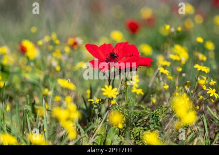 Blühende rote Anemonen inmitten von grünem Gras und gelben Blumen auf unscharfem Hintergrund Stockfoto