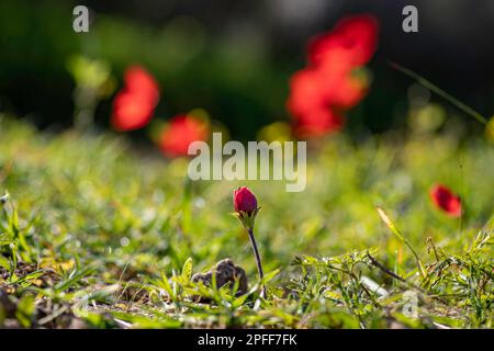 Blühende rote Anemonen inmitten von grünem Gras und gelben Blumen auf unscharfem Hintergrund Stockfoto