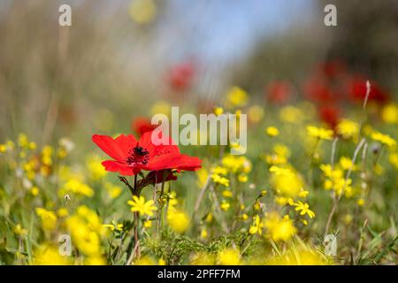 Blühende rote Anemonen inmitten von grünem Gras und gelben Blumen auf unscharfem Hintergrund Stockfoto