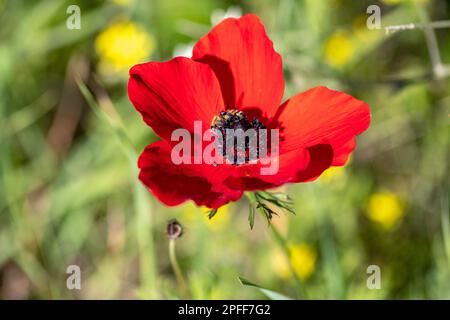 Blühende rote Anemonen inmitten von grünem Gras und gelben Blumen auf unscharfem Hintergrund Stockfoto