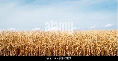 Wunderschöner Sommerhintergrund. Natur mit reifem Maisfeld und blauem Himmel an einem sonnigen Tag. Blauer Himmel mit weißen Wolken. Stockfoto