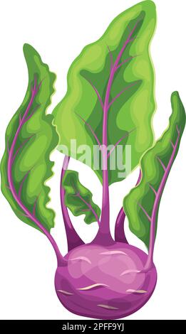 Vektordarstellung Kohlrabi-Purpurcartoon Stock Vektor