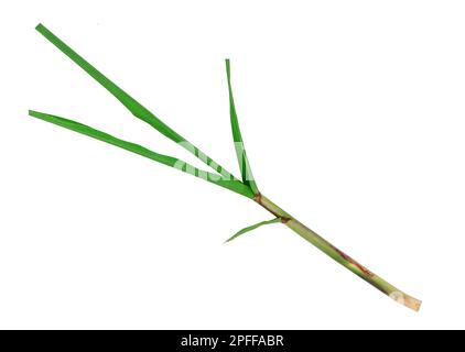 Nahaufnahme des Zuckerrohrs auf weißem Hintergrund isoliert. Stockfoto