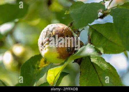 Apfelmoniliasis. Der Apfel verrottet auf dem Baum. Fruchtfäule des Apfelbaums. Krankheiten von Obstbäumen. Stockfoto