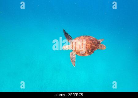 Wunderschöne Karettschildkröte, die im türkisfarbenen Wasser einer abgeschiedenen Bucht in der Nähe des Fischerdorfes Sao Pedro auf der Insel Sao Vicente, Cabo verde, schwimmt Stockfoto