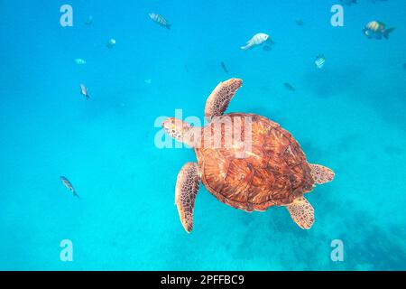 Karettschildkröte, die im Ozean schwimmt, Cabo Verde, Afrika Stockfoto