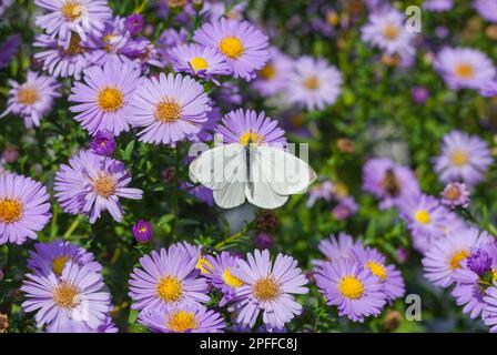 Weißkohl-Schmetterling im Busch von Chrysanthemen, die Neaktarblüten angreifen Stockfoto