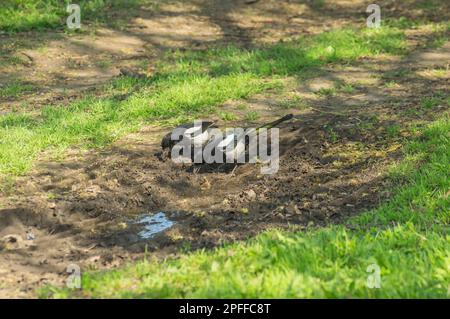 Eine eurasische Elster-Familie (Pica pica), die im Frühling in der Ukraine Schlamm sammelt, um ein Nest zu bauen Stockfoto