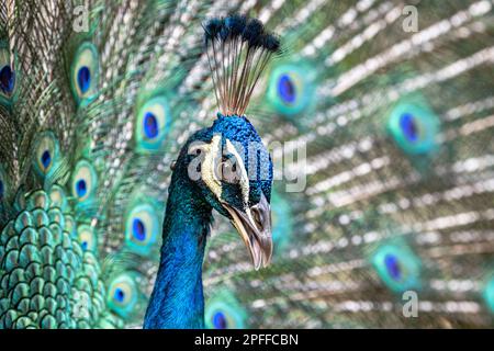 Blue Peacock Vogel Nahaufnahme Stockfoto