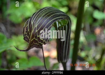 Cobra Lily, Pitcher-Pflanze, auch Darlingtonia californica im Himalaya genannt. Diese Pflanze ist eine fleischfressende Pflanze. Als Kannenpflanze ist es die Stockfoto