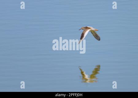 Ein Rotschenkel (Tringa totanus), der an einem sonnigen Tag im Sommer in Nordfrankreich tief über dem Wasser fliegt Stockfoto