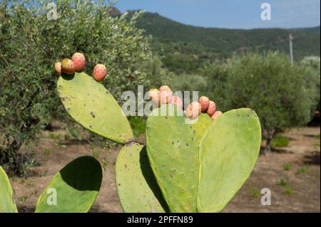 03. September 2022 – Europa, Italien, Sardinien, Oristano, Blick auf Bosa, das wunderschöne Dorf mit bunten Häusern und einer mittelalterlichen Burg. Stockfoto