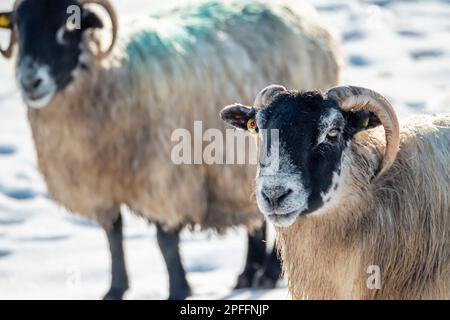 Schaf von Blackface im Schnee in Irland. Stockfoto