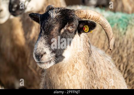 Schaf von Blackface im Schnee in Irland. Stockfoto